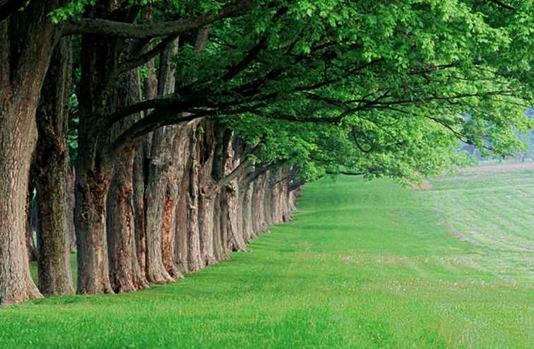 Vieren Valentijnsdag in Louisville, Kentucky / Kentucky