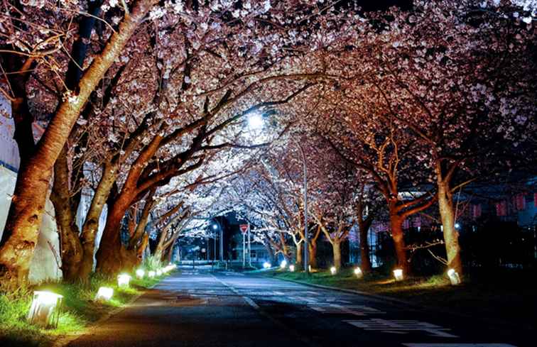 Fleurs de cerisier et sites emblématiques de Washington, D.C. la nuit / Washington DC.