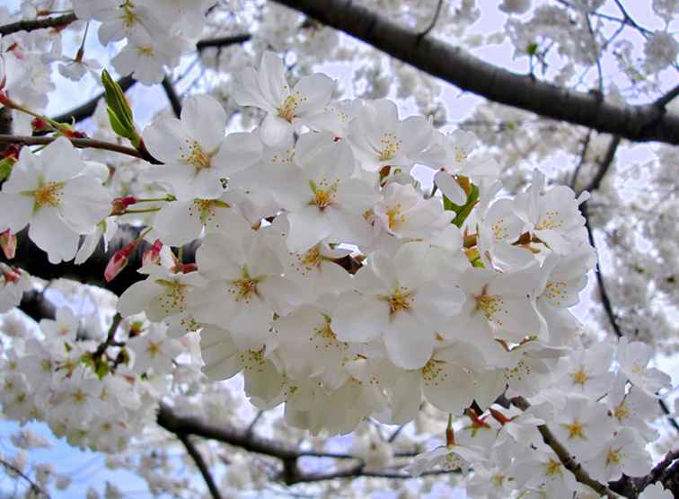 Cartes des cerisiers en fleurs pour Washington, DC / Washington DC.