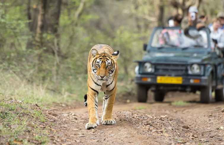 Indian Railways Tiger Express Cosa devi sapere / 