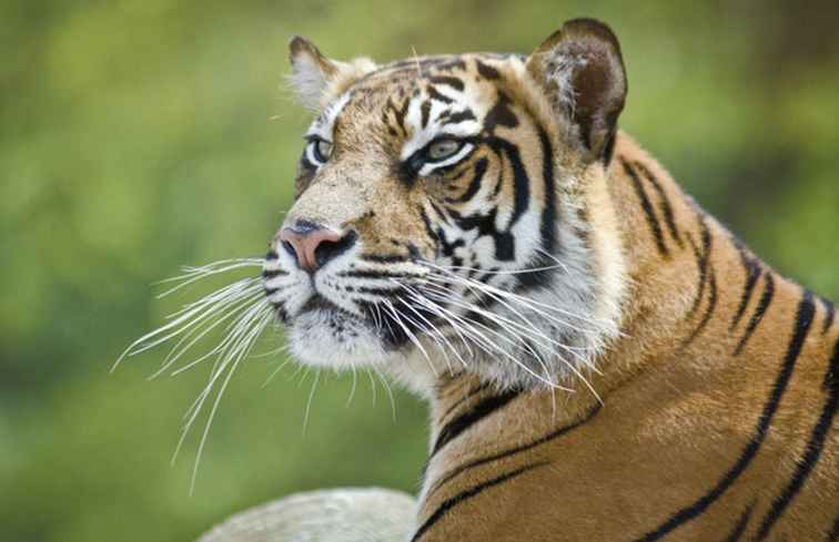 Información del visitante del zoológico de Londres / Inglaterra