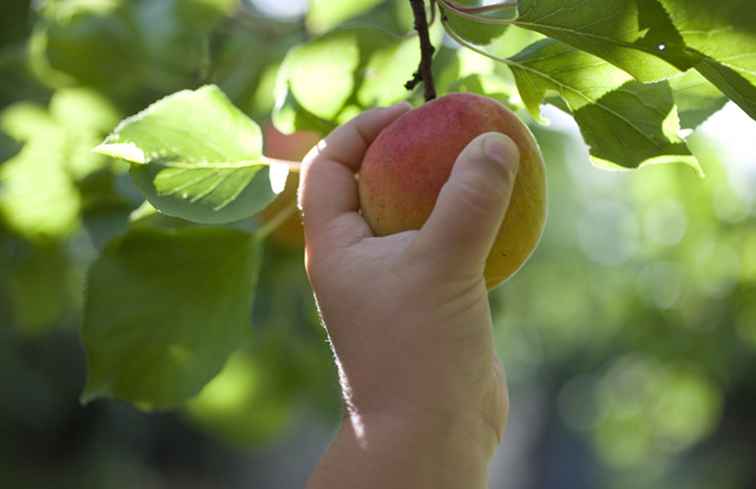 Pick-Your-Own Peach Farms en Carolina del Norte / Carolina del Norte