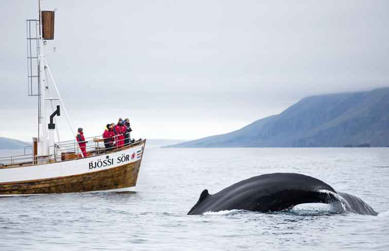 De beste whale-watching spots van Scandinavië / Europa