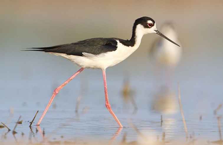 Los mejores festivales de observación de aves de Texas / Texas