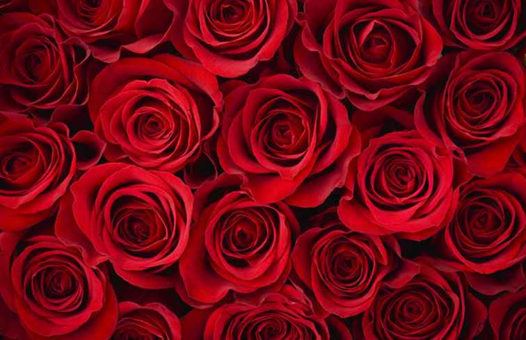 Top Valentine regalos para mujeres / Vacaciones románticas