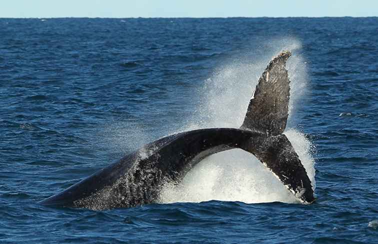 Whale Watch da Orkney / Scozia