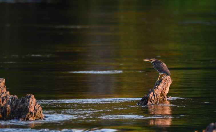 Perché dovresti prendere in considerazione un viaggio nella spettacolare striscia di Caprivi della Namibia / Namibia