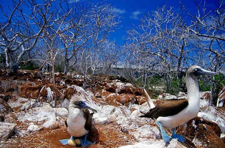 10 geweldige dieren om te zien in de Galapagos / Ecuador