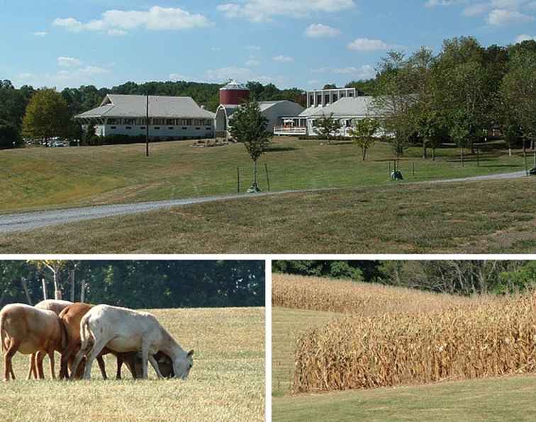 2017 Fall Festival presso il Farm Agricultural Farm Park / Washington DC.