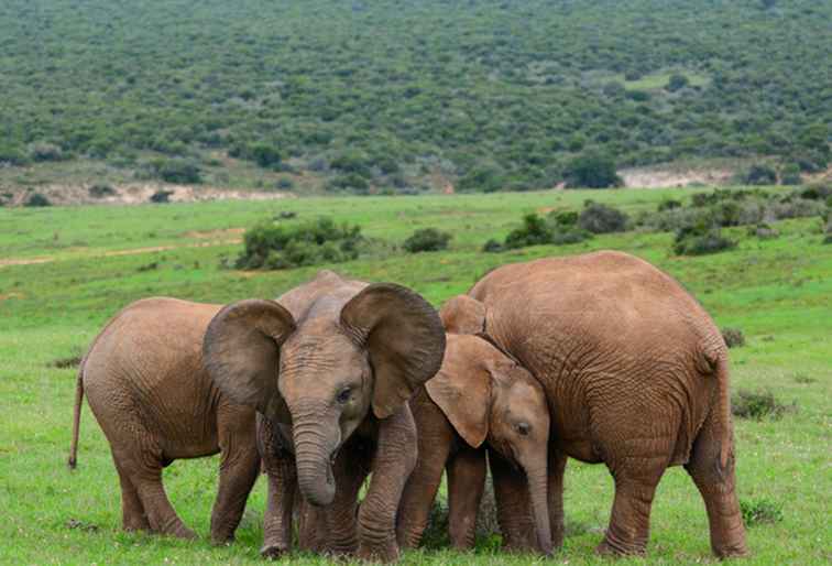 Addo Elephant National Park, Südafrika Der komplette Reiseführer / Südafrika