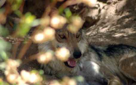 Tiere von Phoenix / Arizona