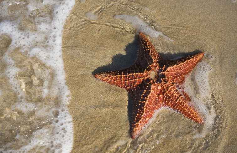 Belle spiagge di Panama / Spiagge e Isole