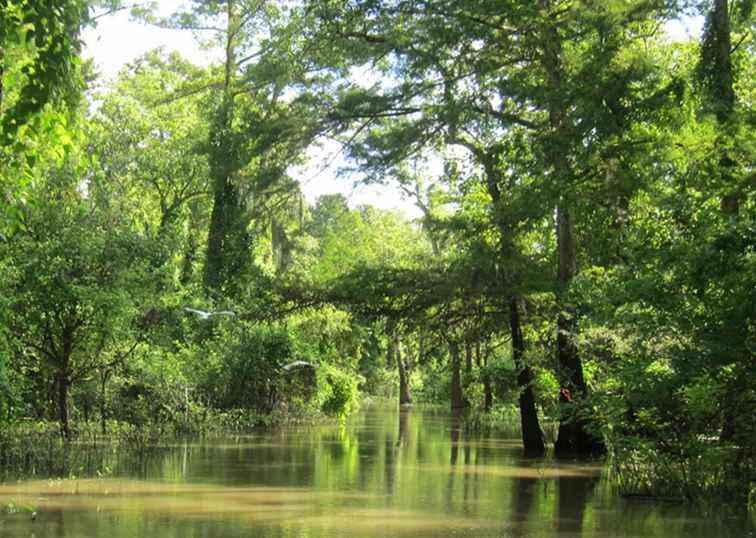 Het beste van het Cajun-land met kinderen van Louisiana / Louisiana