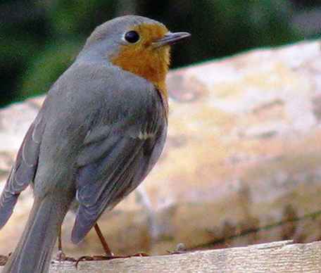 Fåglar och Birding i Sydost Michigan / Michigan