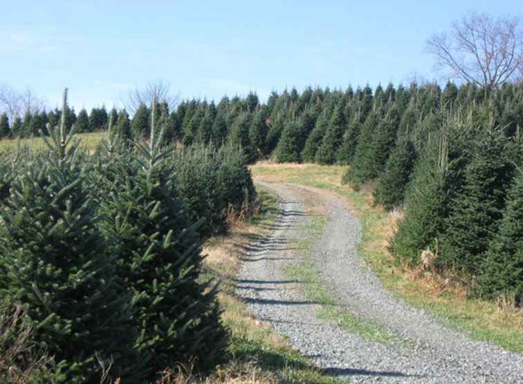 Fattorie di alberi di Natale vicino a Charlotte / Carolina del Nord