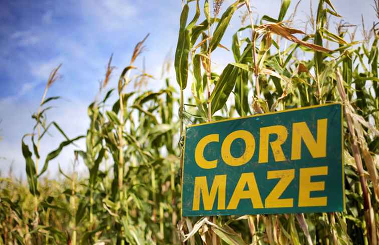 Les labyrinthes de maïs se multiplient en Nouvelle-Angleterre / 