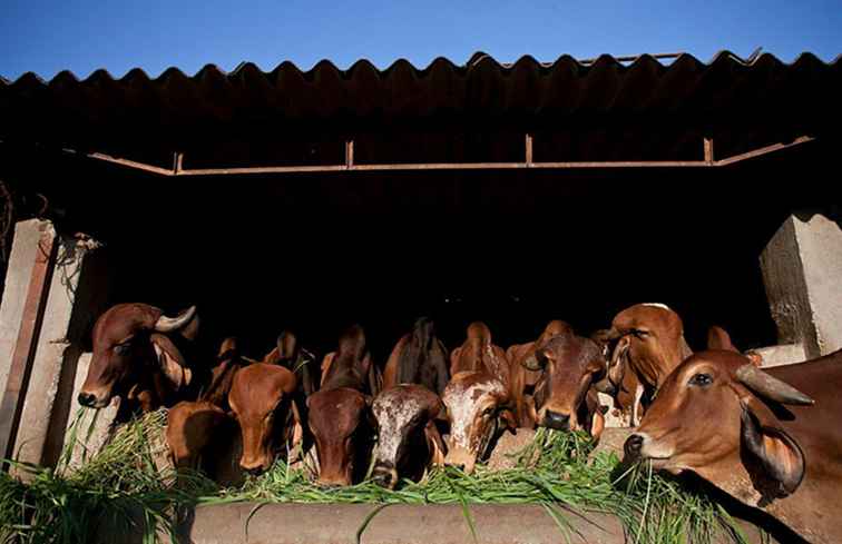 Entdecken Sie das Bombay Panjrapole Cow Shelter in Mumbai