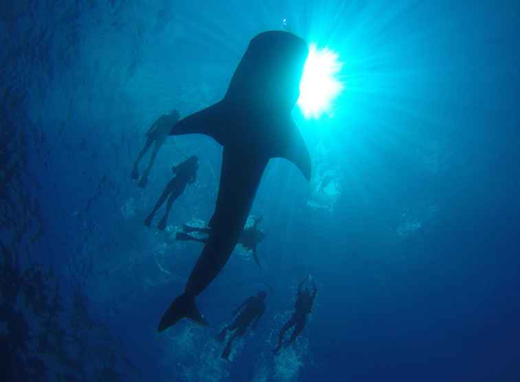 Ansikte mot ansikte med Cancun Whales Sharks / Cancun