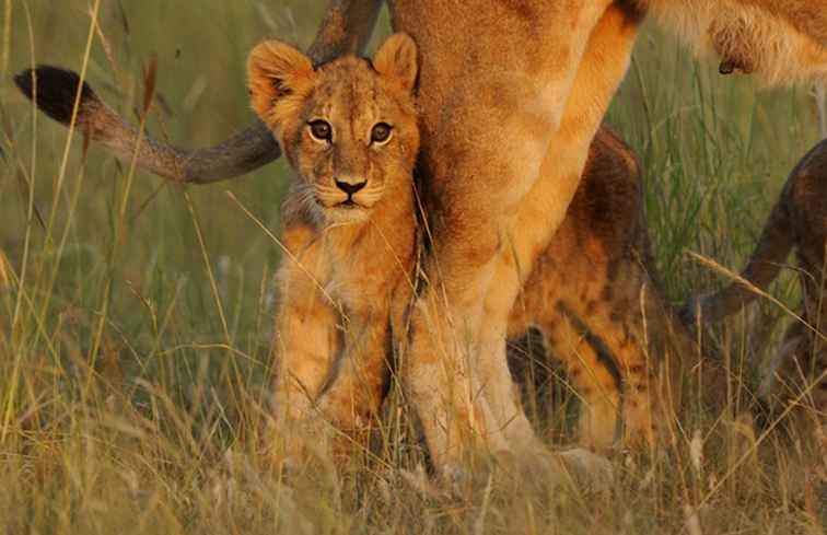 Roliga fakta om Afrikas Baby Safari Djur / Afrika & Middle