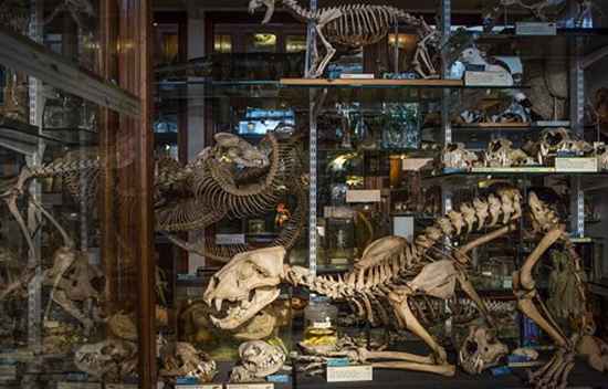 Grant Museum für Zoologie und vergleichende Anatomie / England