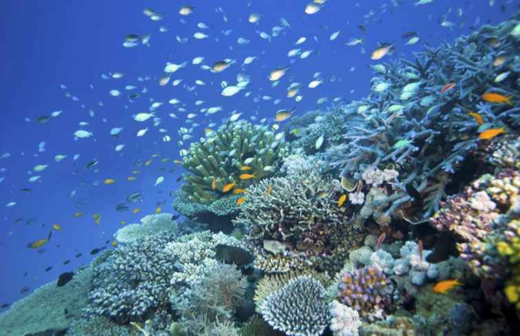 Grande barrière de corail / Australie