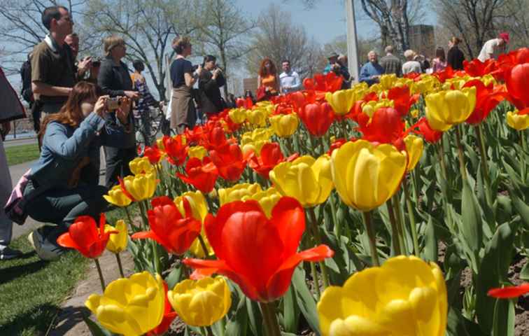 Guía del Festival Canadiense del Tulipán en Ottawa