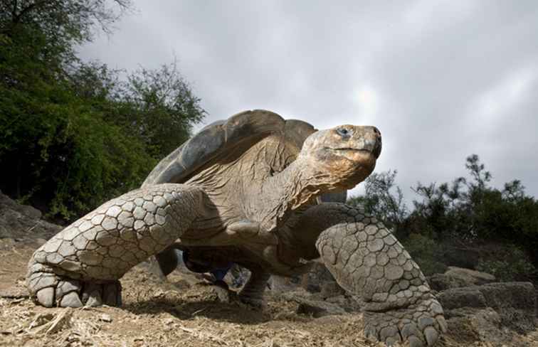 Come visitare le Galapagos con un budget