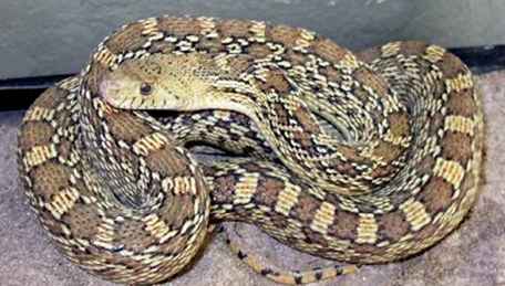 Identifier ce serpent qui circule dans le centre de l'Arizona / Arizona