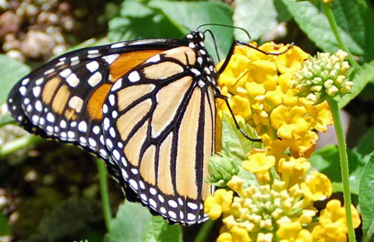 Monarchfalter-Ausstellung am botanischen Garten der Wüste / Arizona