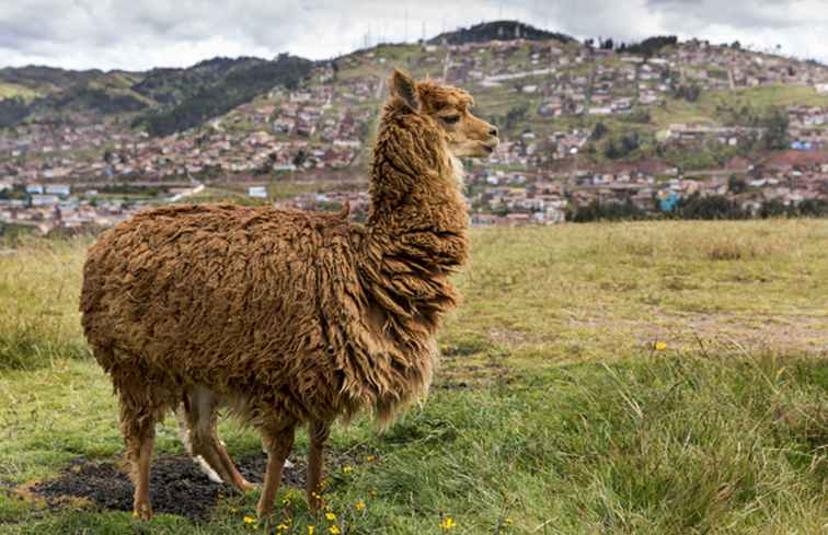 Peru im November Festivals und Veranstaltungen / Peru