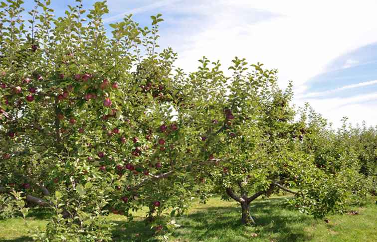 Välj dina egna äpplen på dessa New England Orchards / 