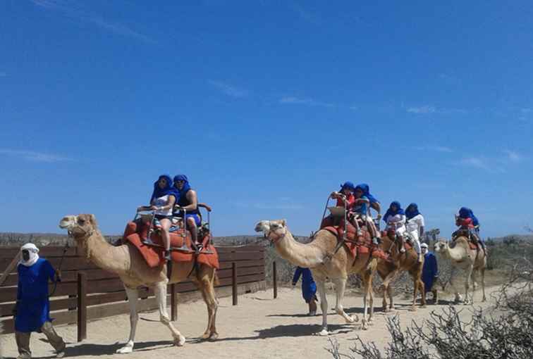 Monter un chameau à Los Cabos