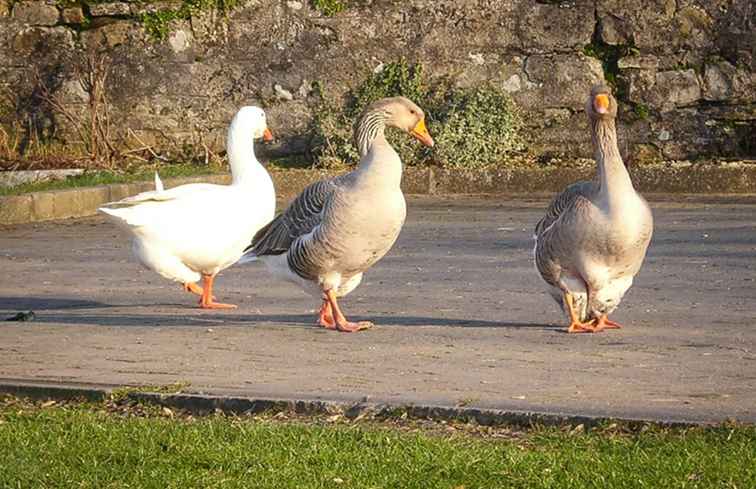 San Martino in Irlanda - Quando la tua oca è cucinata / Irlanda