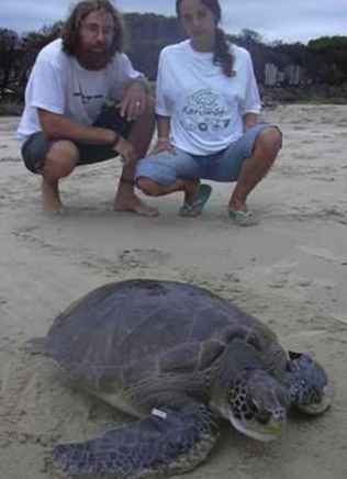 Meeresschildkröten von Lateinamerika