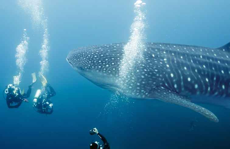 Schwimmen mit Walhaien in Cancun Erschreckend, dann berauschend