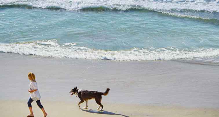 Prenez votre chien en vacances / Conseils & Astuces