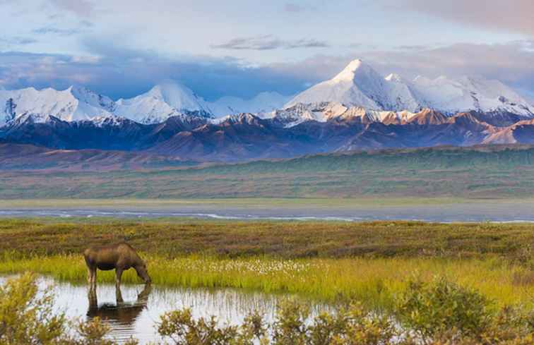 De 5 beste Alaska toendra-tochten