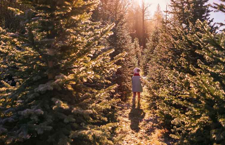 I migliori posti per ottenere un albero di Natale a Pittsburgh e nel sud-ovest della Pennsylvania / Pennsylvania