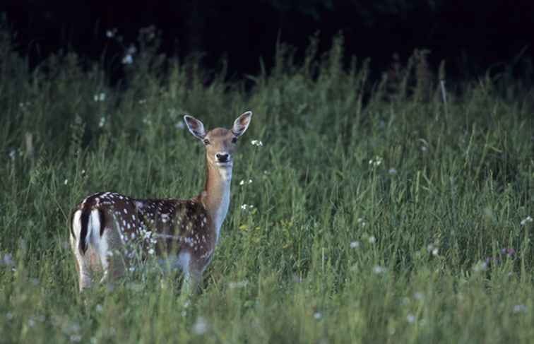 Top Public Deer Jagden in Arkansas