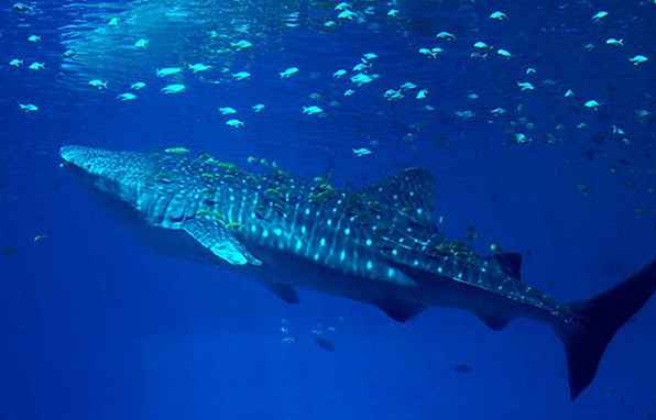 Whale Shark Festival, Isla Mujeres, Messico / 