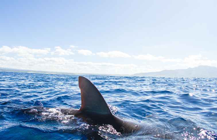 5 raisons pour lesquelles les voyageurs ne devraient pas avoir peur des requins / sécurité