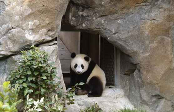 Animal Photos - Langs de Asia Trail in de National Zoo / Washington, D.C..