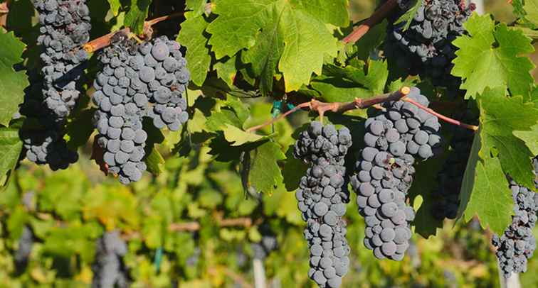Vicino a Baltimora Vineyards and Wineries / Maryland
