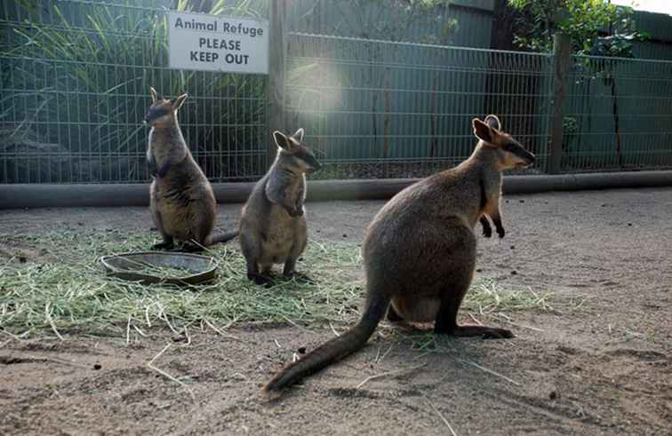 Parc animalier de Featherdale / Australie
