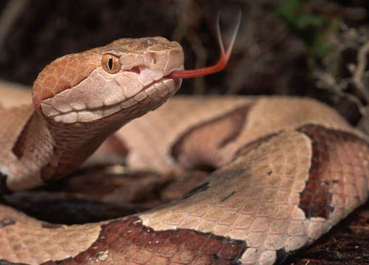 Serpientes venenosas en Georgia