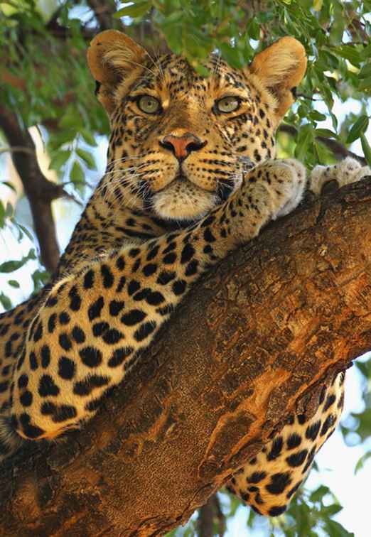 Où voir des léopards en Afrique / Botswana