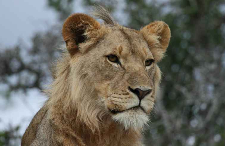 Dónde ver leones en África / Kenia